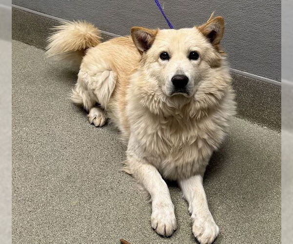 Medium Photo #1 Australian Shepherd-Unknown Mix Puppy For Sale in Las Vegas, NV, USA