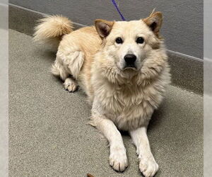 Australian Shepherd-Unknown Mix Dogs for adoption in Las Vegas, NV, USA