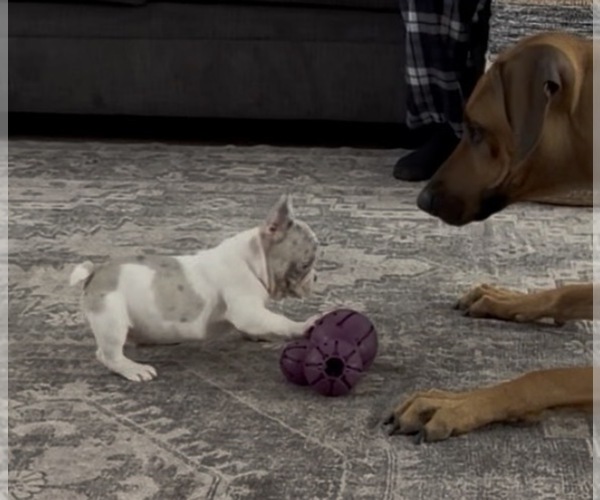 Medium Photo #19 French Bulldog Puppy For Sale in FOUNTAIN CITY, IN, USA