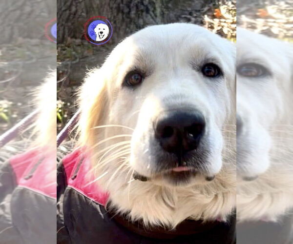 Medium Photo #4 Great Pyrenees Puppy For Sale in Spring, TX, USA