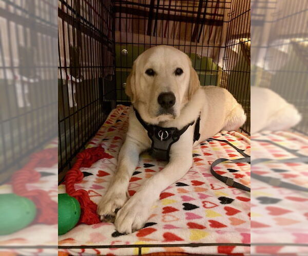 Medium Photo #4  Puppy For Sale in , 