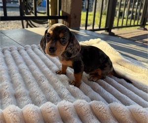 Dachshund Puppy for sale in WEBSTER, FL, USA