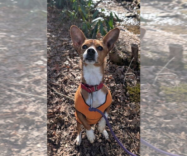 Medium Photo #7 Chihuahua-Unknown Mix Puppy For Sale in Candler, NC, USA