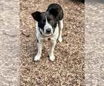 Small #5 Mutt