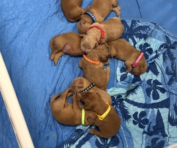 Medium Photo #1 Golden Retriever-Red Heeler Mix Puppy For Sale in DEERFIELD BEACH, FL, USA