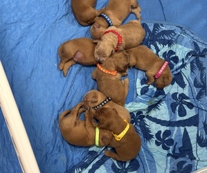 Golden Retriever-Red Heeler Mix Puppy for Sale in DEERFIELD BEACH, Florida USA