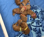 Litter of 9 - Male(s) and Female(s) Golden Retriever-Red Heeler MixLitter of Puppies for Sale - Small photo