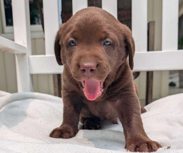 Medium Photo #63 Labrador Retriever Puppy For Sale in GOSHEN, IN, USA