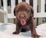 Small #3 Labrador Retriever
