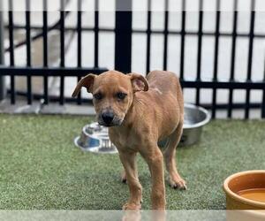 American Staffordshire Terrier-Unknown Mix Dogs for adoption in Waco, TX, USA