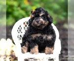 Small #4 Goldendoodle (Miniature)