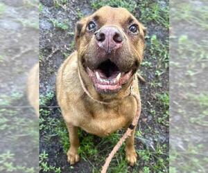 Labrador Retriever Dogs for adoption in Fort Lauderdale, FL, USA