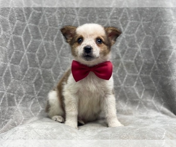 Medium Photo #1 Texas Heeler Puppy For Sale in LAKELAND, FL, USA