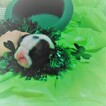 Small Photo #12 English Bulldog Puppy For Sale in CITY VIEW HEIGHTS, OH, USA