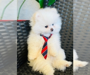 Pomeranian Dog for Adoption in TAMPA, Florida USA