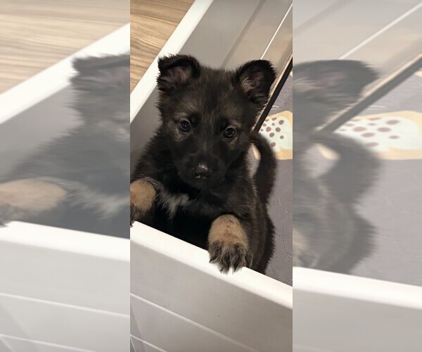 Medium Photo #3 German Shepherd Dog Puppy For Sale in PERU, ME, USA
