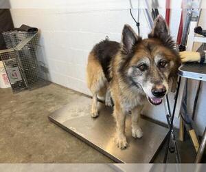 German Shepherd Dog Dogs for adoption in Corona, CA, USA