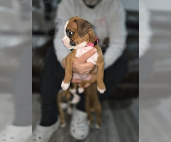 Medium Photo #1 Boxer Puppy For Sale in GALLOWAY, NJ, USA