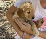 Puppy Princess Mori Goldendoodle