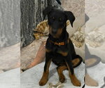 Small Doberman Pinscher