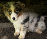 Small #1 Miniature Australian Shepherd