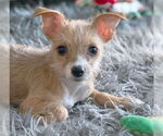 Small #6 Chihuahua Mix