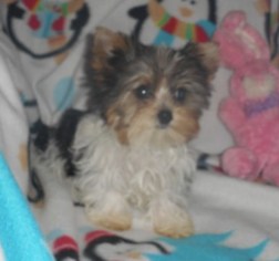 Yorkshire Terrier Puppy for sale in HARTVILLE, MO, USA
