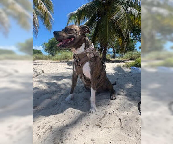 Medium Photo #4 Mutt Puppy For Sale in Miami, FL, USA