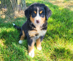 Bernese Mountain Dog Puppy for sale in NOVI, MI, USA