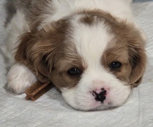 Medium Cavalier King Charles Spaniel