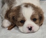Puppy Rowdy Cavalier King Charles Spaniel