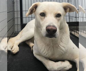 Labrenees Dogs for adoption in Rockaway, NJ, USA