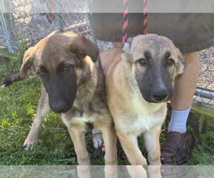 German Shepherd Dog-Unknown Mix Dogs for adoption in Unionville, PA, USA