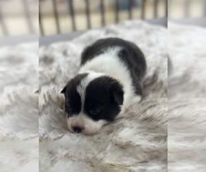 Border Collie-Pembroke Welsh Corgi Mix Puppy for Sale in WAUKON, Iowa USA