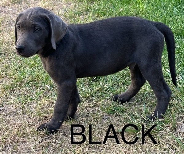 Medium Photo #9 Labrador Retriever Puppy For Sale in HAGERMAN, ID, USA