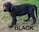 Small Photo #9 Labrador Retriever Puppy For Sale in HAGERMAN, ID, USA