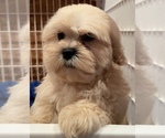 Small Photo #4 Shih Tzu Puppy For Sale in PINK HILL, NC, USA