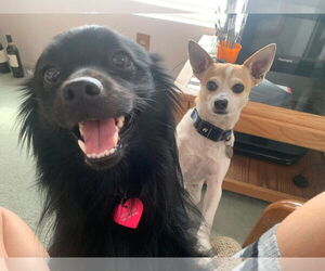 American Eskimo Dog-Chihuahua Mix Dogs for adoption in La Verne, CA, USA