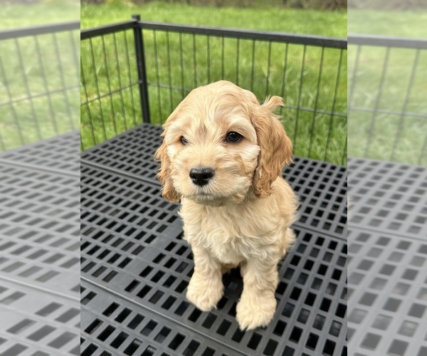 Medium Photo #6 Cockapoo (Miniature) Puppy For Sale in BUCKLEY, WA, USA