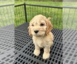 Small #5 Cockapoo (Miniature)