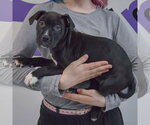 Small #1 American Staffordshire Terrier-Boxer Mix