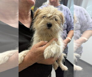 Mutt Dogs for adoption in Andover, MN, USA