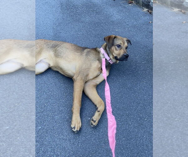 Medium Photo #4 German Shepherd Dog-Unknown Mix Puppy For Sale in Brewster, NY, USA
