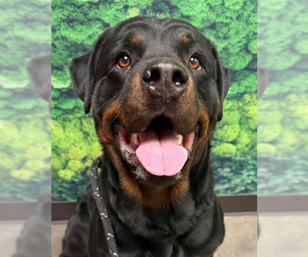 Medium Photo #1 Rottweiler Puppy For Sale in Hillsboro, NH, USA
