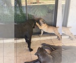 Small Photo #34 Boerboel Puppy For Sale in LAS CRUCES, NM, USA