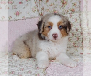 Miniature Australian Shepherd Puppy for sale in HARRISON, OH, USA