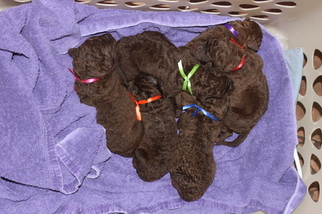 Chesapeake Bay Retriever Puppy for sale in PARAGOULD, AR, USA
