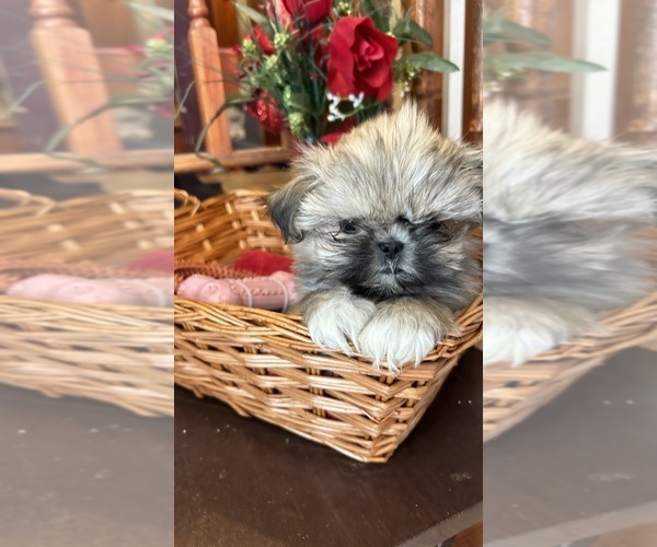 Medium Photo #19 Shih Tzu Puppy For Sale in BRIDGETON, NJ, USA