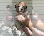 Small #14 Ausky-Great Pyrenees Mix