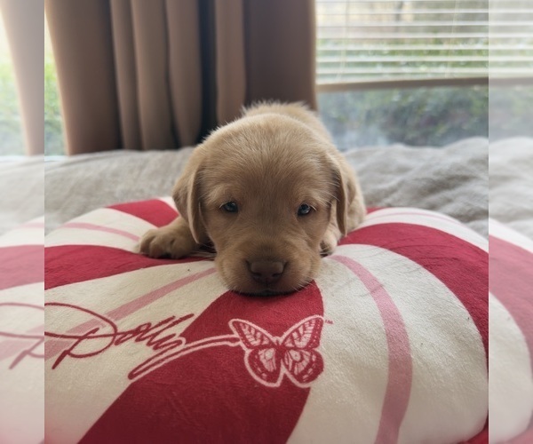 Medium Photo #34 Labrador Retriever Puppy For Sale in ELIZABETH, WV, USA